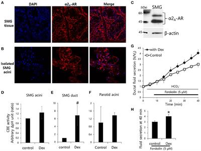 Two Phase Modulation of NH4+ Entry and Cl−/HCO3- Exchanger in Submandibular Glands Cells by Dexmedetomidine
